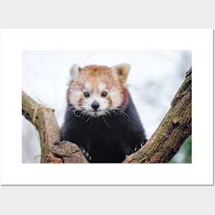 Red Panda Posters and Art